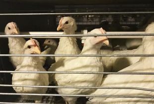 蛋黃顏色越深蛋品質越好？家禽業九大謠言揭秘，別再讓錯誤觀念害了養雞人