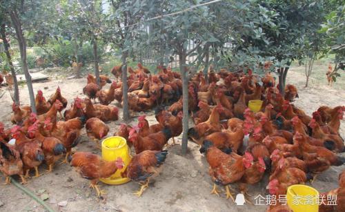 雞價探底回升，光禽產業助力家禽行情向好發展