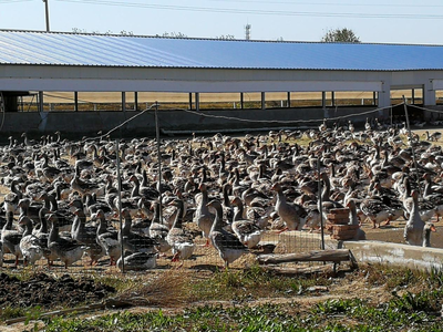 全國農業大摸底 從安徽法式鵝肝到光禽產業，透視中國農業的多元與融合